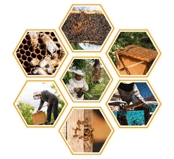 enjambres seleccionados abeja negra