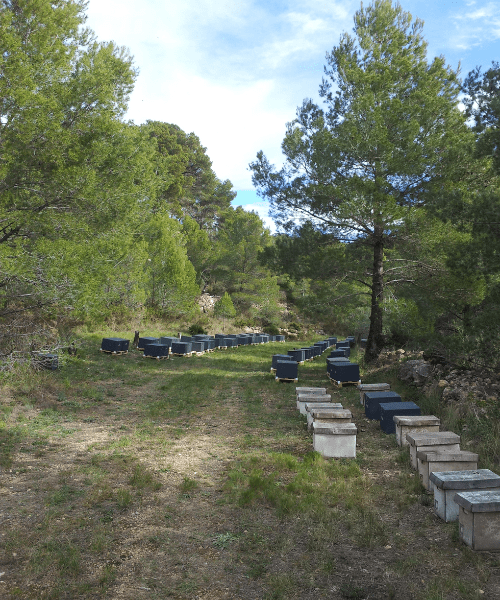 nucleos carton beenuk